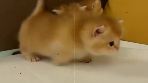 Funny and cute animals video 🤣📷📷📷📷📷🤣🤣🤣🤣🤣