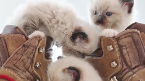Enjoying Kittens