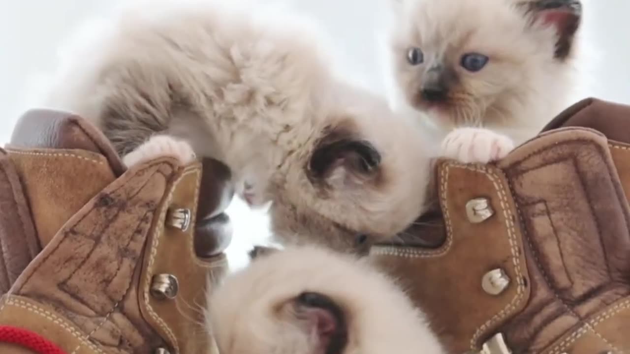 Enjoying Kittens