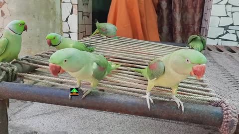 Parrots having fun! Very cute!