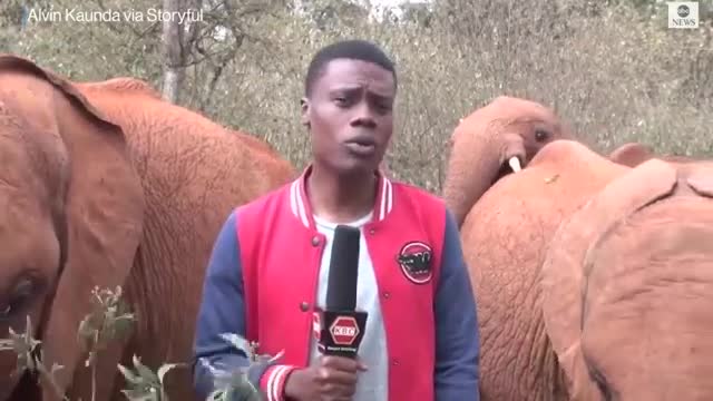 Baby elephant interrupts reporter's piece to camera