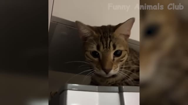 Funny cat videos