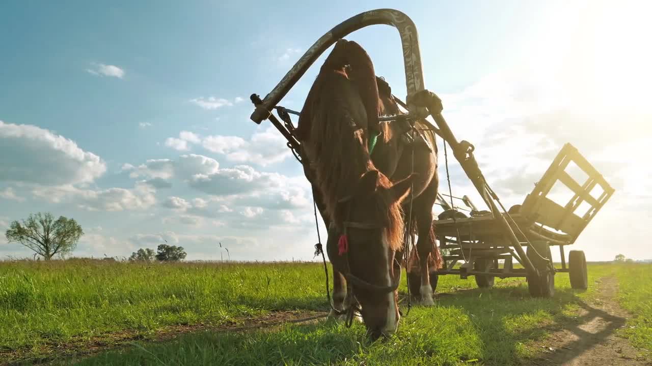 Horse with carriage on beautiful meadow