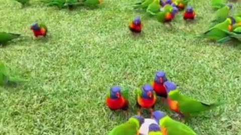 Cute animal moment - funny - part 2
