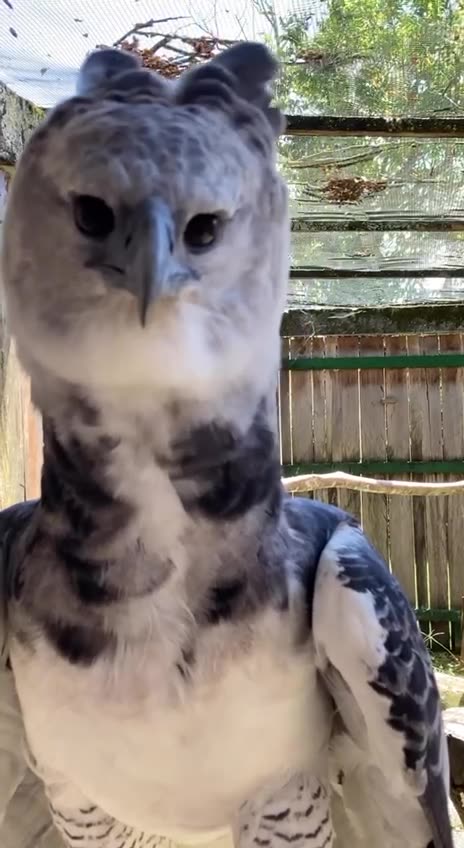 The Harpy Eagle