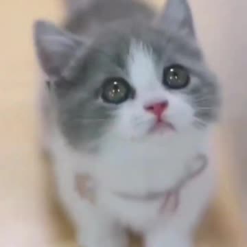 Cute kitte beautiful pictures