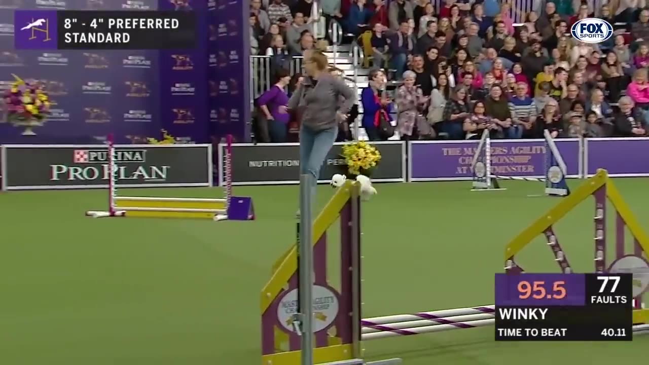 WATCH 5 of the best WFC Dog show moments to celebrate National puppy day