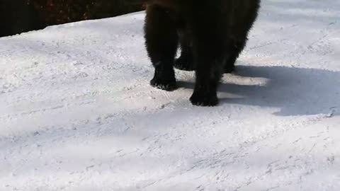 Skiing with the bear on the slope - 9 Martie 2021, Partia Cocosul Predeal Romania, by Mister Fox