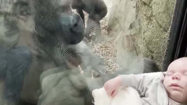 Loving like a mother with a child in Gorilla zoo