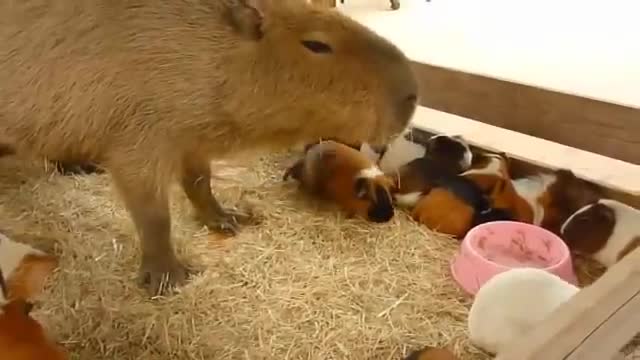 Shingeki no Capybara