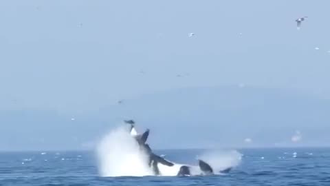 Wildlife