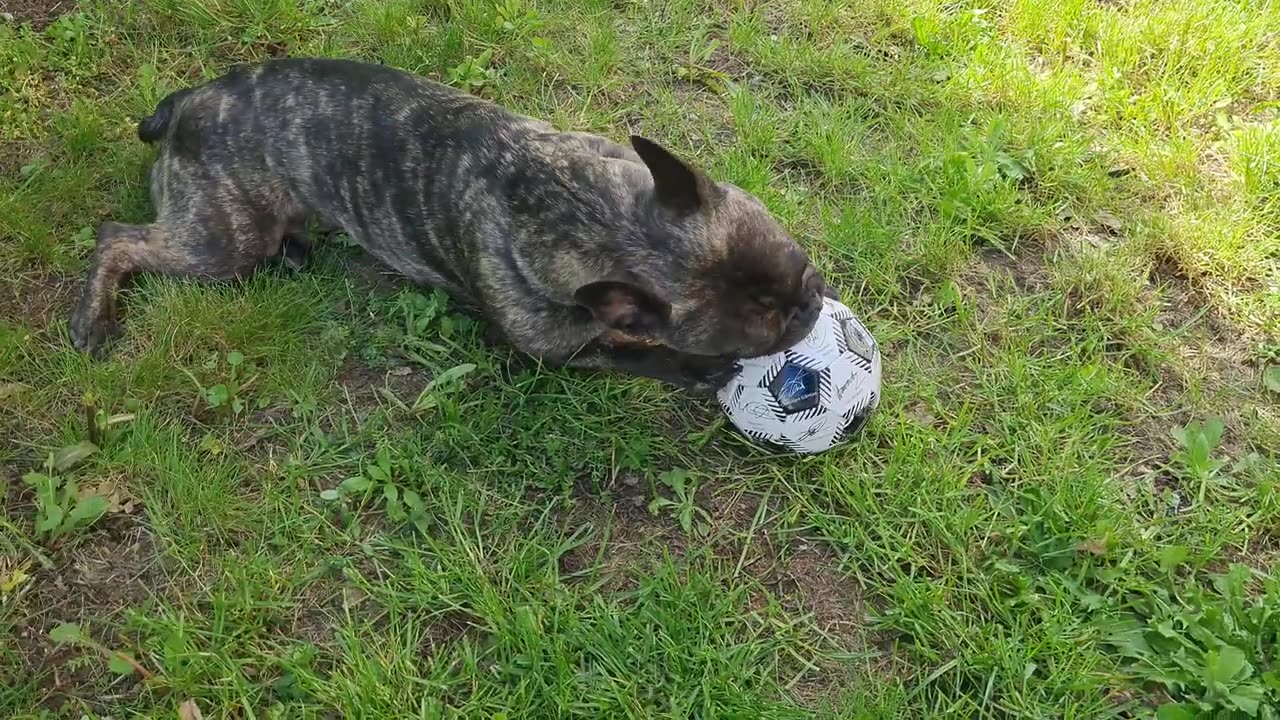 French Bulldog Boba enjoying his new ball