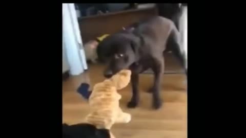 funny cats and dogs video 2023