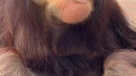 orangutans