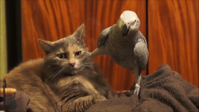 Parrot annoys cat