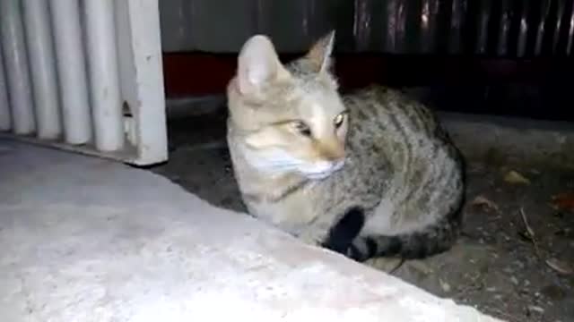 Funny Hell cat videos