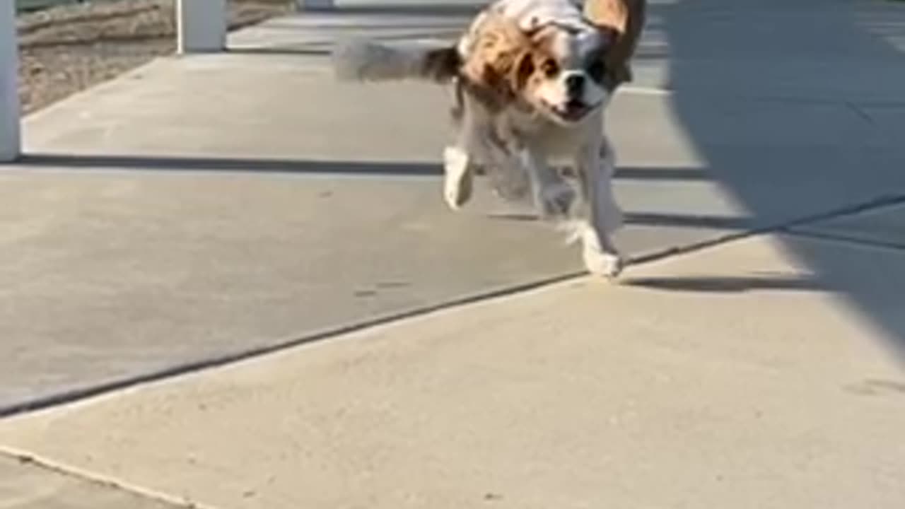 Cute King Charle Cocker Spaniel Running