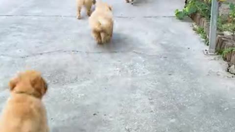 A villain blackmailed the dog