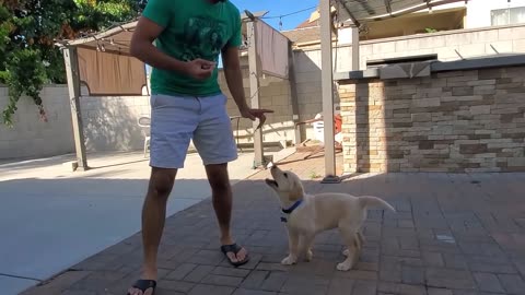 Labrador Puppy Learning and Performing Training Commands | Dog Showing All Training Skills