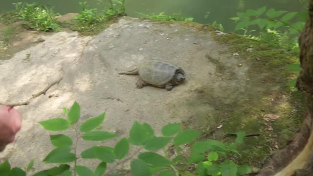 wild turtle encounter