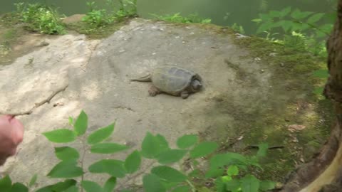 wild turtle encounter