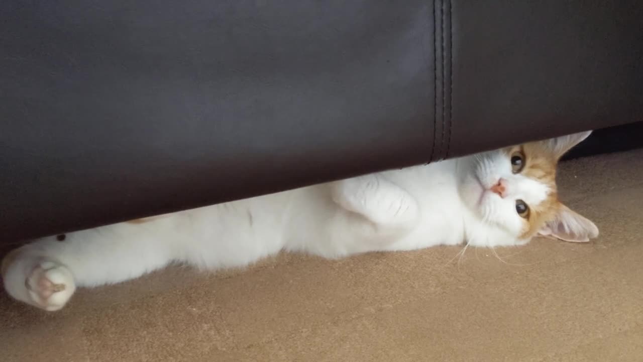 Cat Adorably Stares At Me From Under The Bed