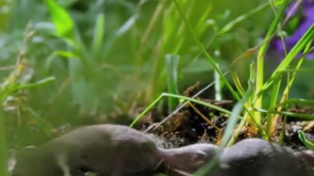The little mole