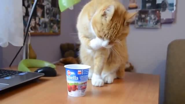 Funny cat eating and drinking