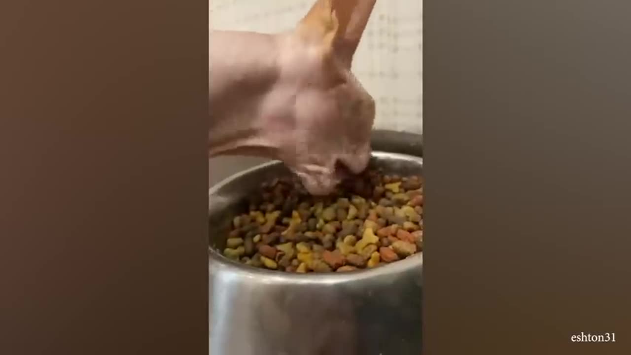 funny animal moments recorded