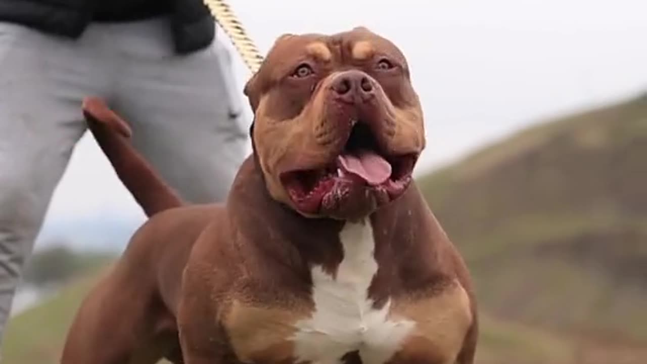 American Bully || American dogs video || dogs American