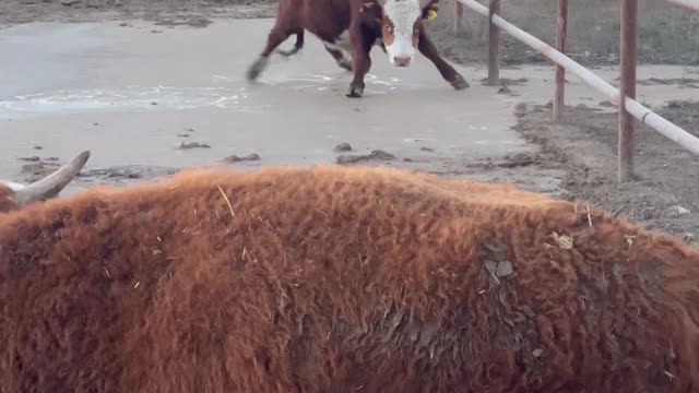 Cow Goes Ice Skating