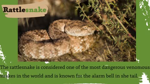 Poisonous snakes of the world