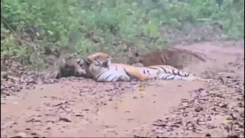 A sleepy tiger's with her playful cubs