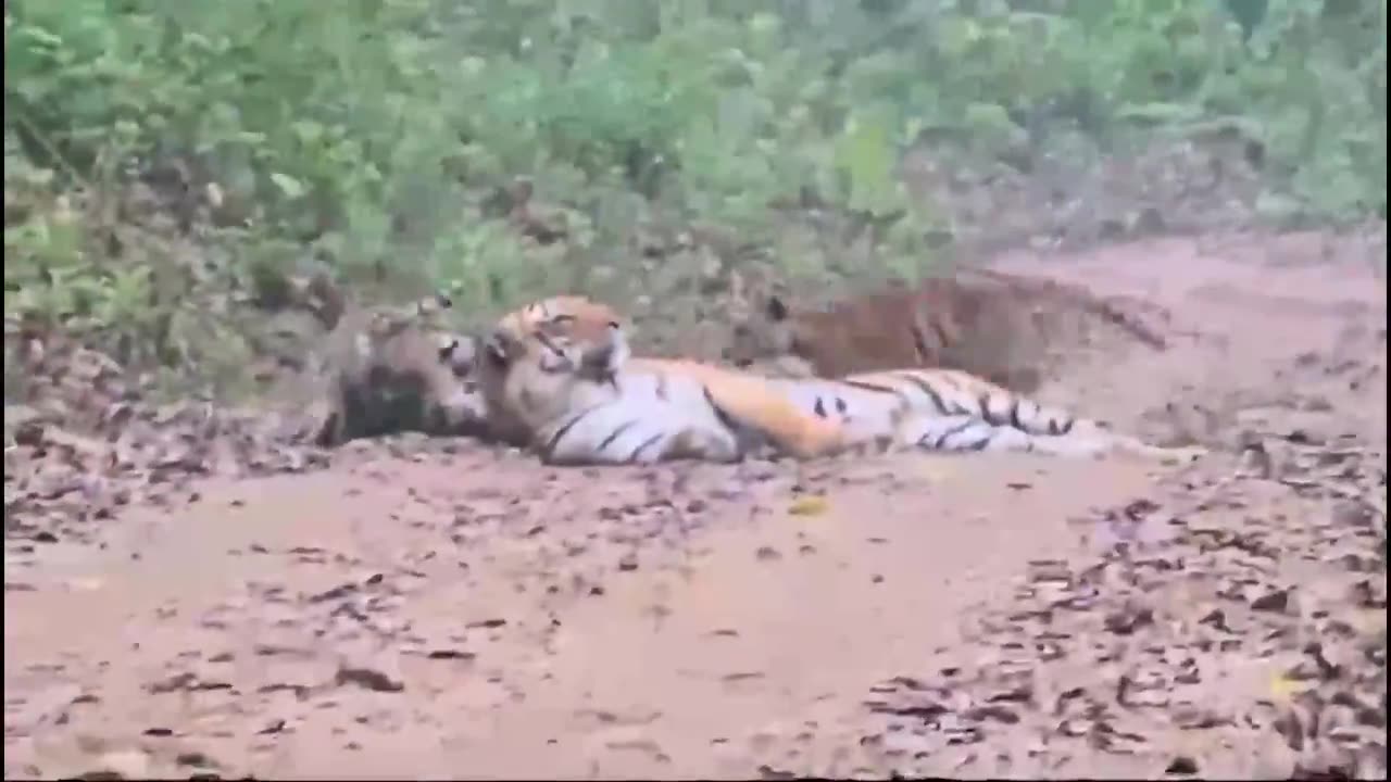 A sleepy tiger's with her playful cubs