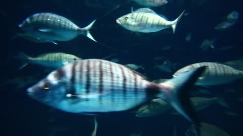 fish life under the sea