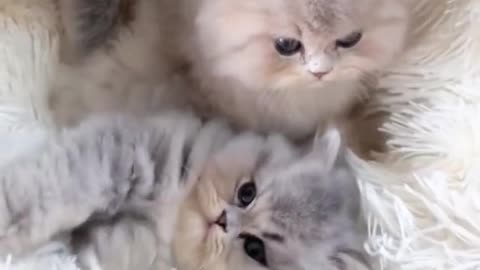 What charming kittens