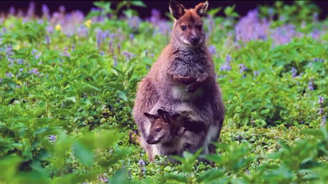 Kangaroo and his baby are watching the cake.