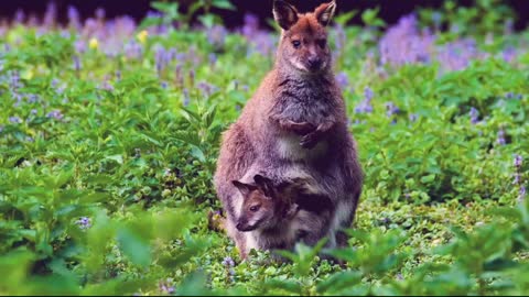 Kangaroo and his baby are watching the cake.