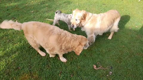 Golden Retrievers really are the goodest girls and boys!