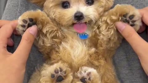 Cute dog receiving affection
