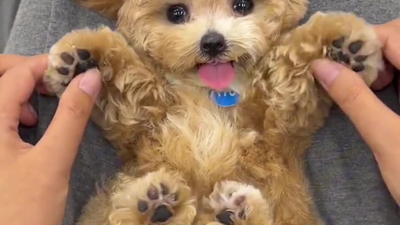 Cute dog receiving affection