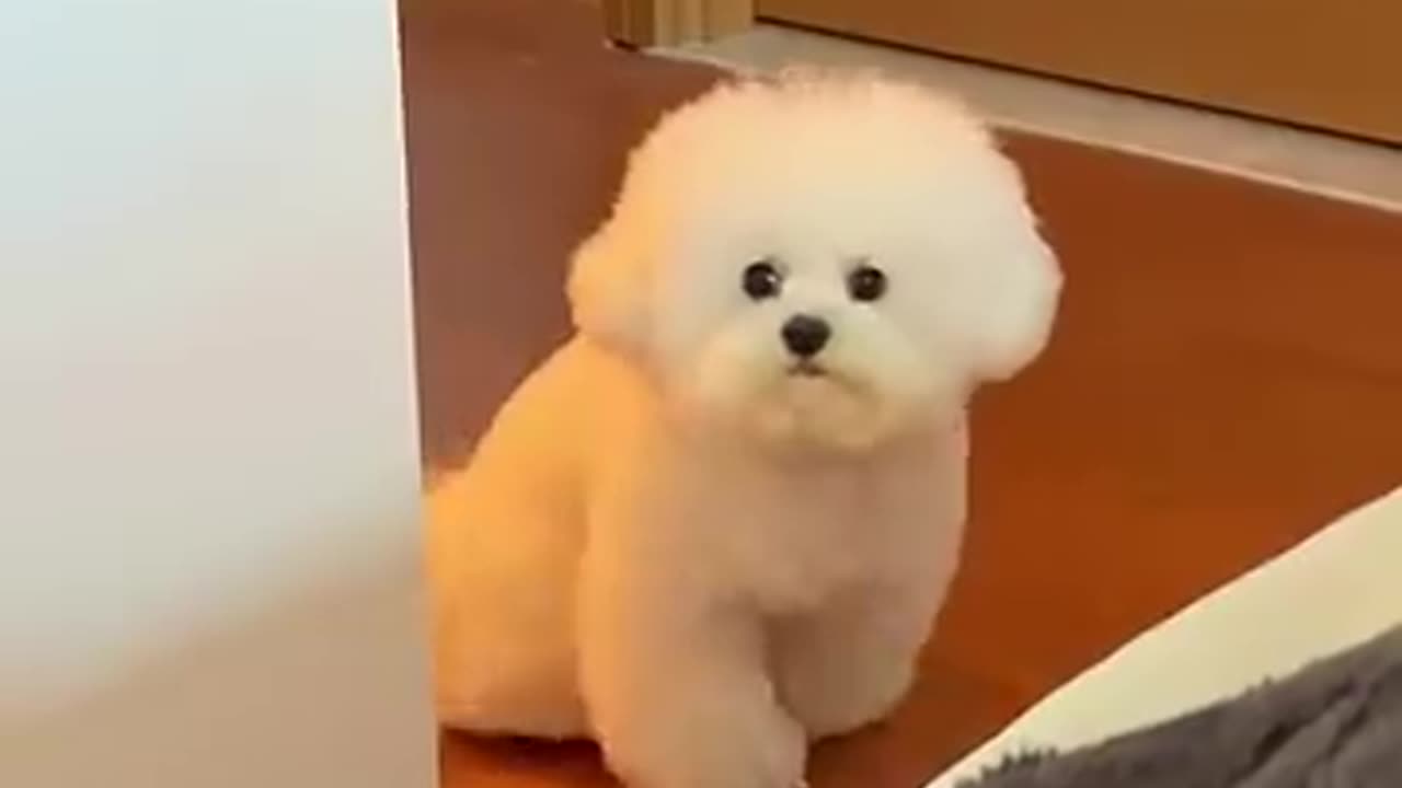 How WOULD You RATE this DOG 😱 _ Wholesome Animals