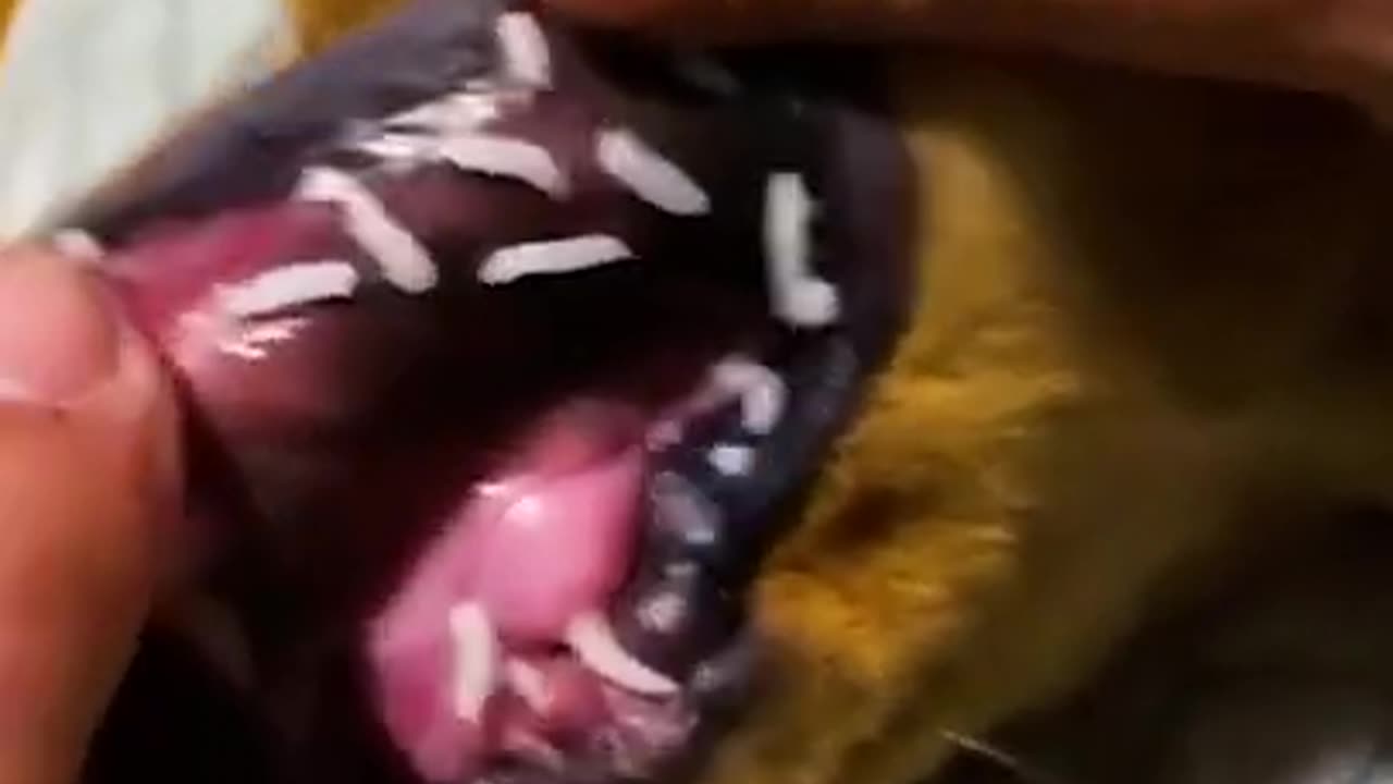 #25 Funniest Dogs And Cats Videos 😅 - Best Funny Animal Videos 2023 😇 Cute animals 😍 Cute baby 👶