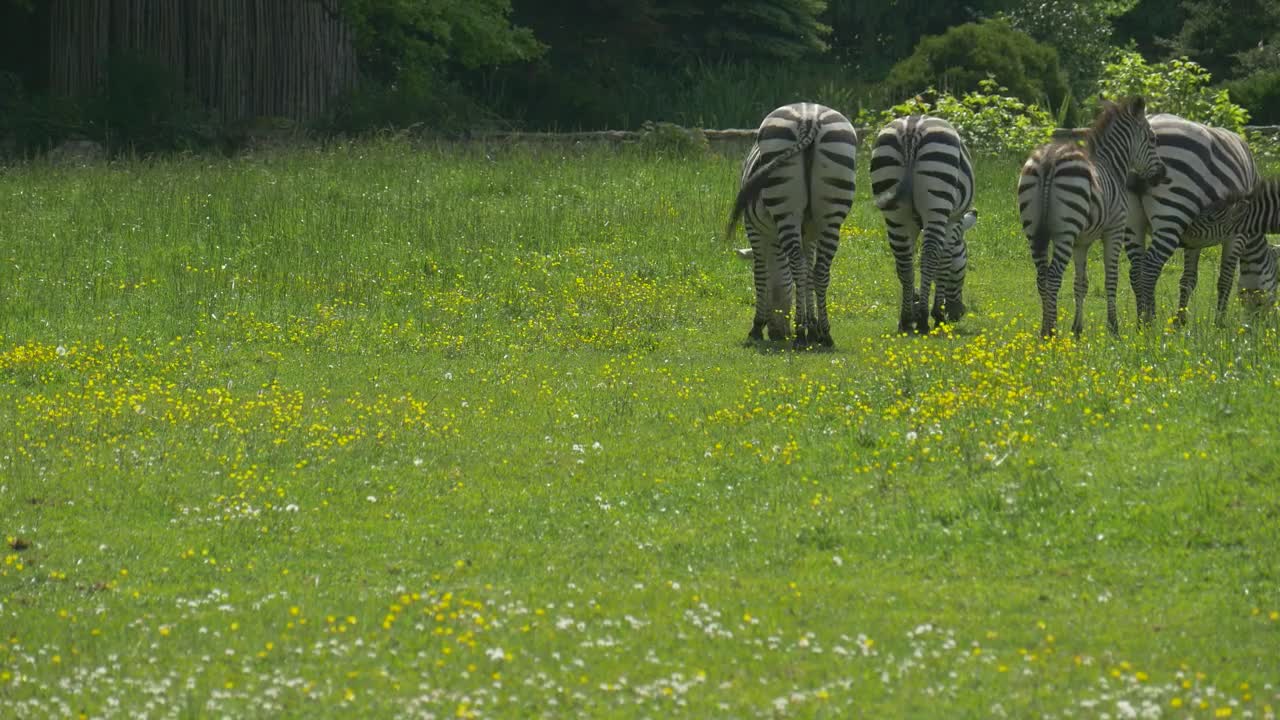 zebras grazing in a green meadow