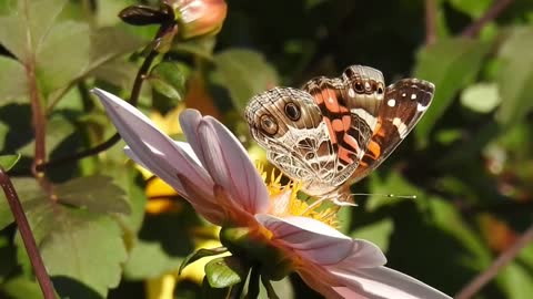 Breakfast Time For The Butterfly