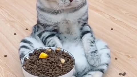 😅🥰🥰 Love cats? Like & Share