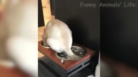 Dogs and Cats, Baby Pets Funny Videos