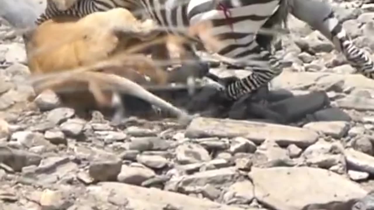 "Terrifying Zebra Attack: Lion Ambush Caught on Camera"