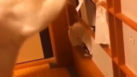 Funny pet vedio
