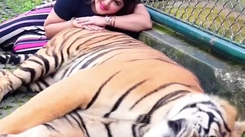 😭Tiger Kill a Girl 😭